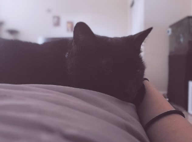 sleepy black cat laying on blanket